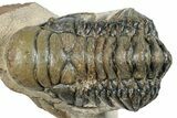 Detailed Crotalocephalina Trilobite - Atchana, Morocco #254509-1